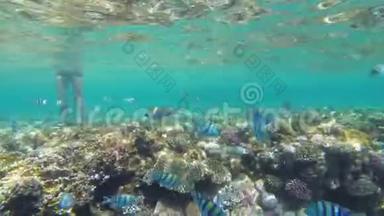 珊瑚礁，五颜六色的鱼漂浮在靠近珊瑚礁的红海中。 埃及